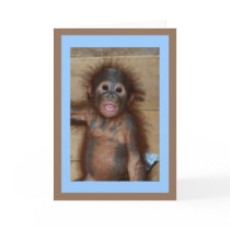 Precious Baby Orangutan cards by Rebecca_Reeder Precious Baby Orangutan cards