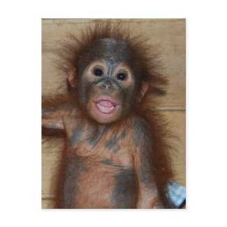Precious Baby Orangutan in Diapers at Orphanage postcard