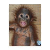 Precious Baby Orangutan postcards by Rebecca_Reeder Precious Baby Orangutan postcards