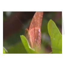 Precious Butterfly Cards