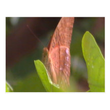 Precious Butterfly Post Cards