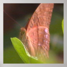 Precious Butterfly Print