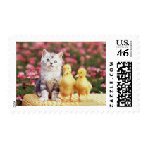 Precious Cat and Kitten Photo Cards, Gifts, Postag Postage Stamps