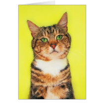 Precious Cat and Kitten Photos, Gifts - Customize! Card