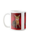 Precious Cat and Kitten Photos, Gifts - Customize! mugs