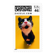 Precious Cat and Kitten Photos, Gifts - Customize! Postage