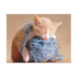 Precious Cat and Kitten Photos, Gifts - Customize! Postcard