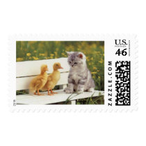 Precious Cats, Kittens Cards, Gifts -  Customize! Postage