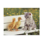 Precious Cats, Kittens Cards, Gifts -  Customize! postcards