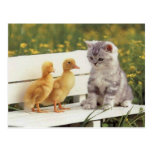 Precious Cats, Kittens Cards, Gifts -  Customize! Post Card