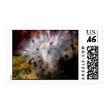 Precious Cotton postage