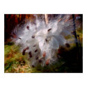 Precious Cotton posters