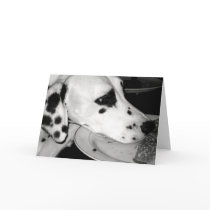 Precious Dalmation cards by amandakaysafaipour Precious Dalmation cards