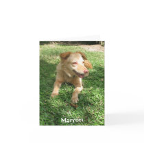 Precious Dog Series:  Marron cards