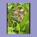 Precious Jungle Kitty "missing you" Postcard