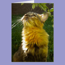 Precious Kitty All Occasion (blank) Card cards