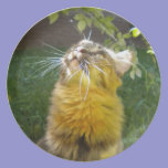 Precious Kitty Collector plate