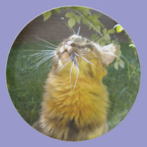 Precious Kitty Collector plate plates