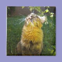Precious Kitty Magnet magnets