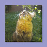Precious Kitty Magnet