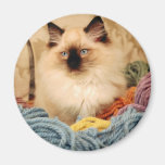 Precious Kitty Refrigerator Magnets