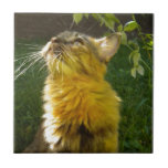 Precious Kitty Tile Trivet