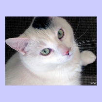 Precious One, S Cyr posters