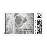 Precious Pug Puppy in Black and White Postage
