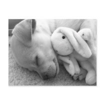 PRECIOUS PUPPY MOMENT POST CARD
