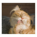 Preening Cat Poster posters
