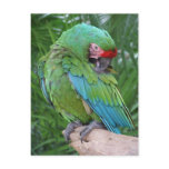 Preening Military Macaw Postcard