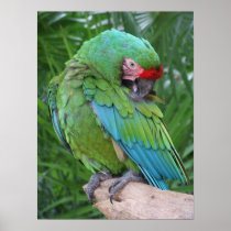 Preening Military Macaw Poster