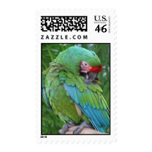 Preening Military Macaw Stamps