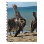 Preening Pelican Spiral Notebooks