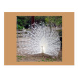 Preening Post Card