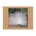 Preening postcards