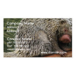 Prehensile-Tailed Porcupine Business Card