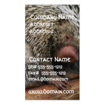 Prehensile-Tailed Porcupine Business Cards