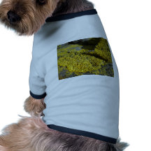 Prehistoric yellow lichen on beach rock 1 doggie tee shirt