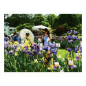 Presby Iris Garden print