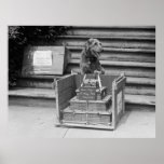 President Harding's Airedale Terrier, 1922 Posters