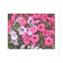 Pretty and Pink posters by StarLily Pretty and Pink posters