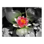 print, posters, water, lilies, waterlily, lily,