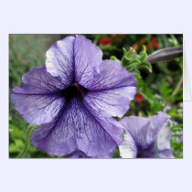 Pretty As a Petunia cards