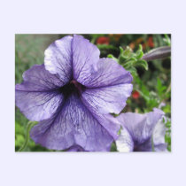 Pretty As a Petunia postcards