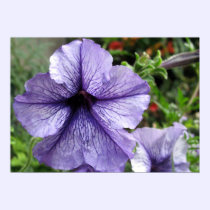 Pretty As a Petunia posters