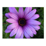 Pretty Aster Flower  Postcard