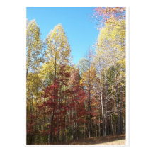 Pretty Autumn Trees Postcard