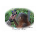Pretty Baby Orangutan poster print
