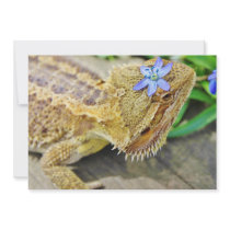 Pretty Bearded Dragon Announcements